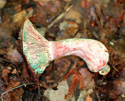 Lactarius Mushroom - Lactarius sp. I wish I knew what species this mushroom was! It had a pink hue and reddish color around the margin of the cap. Pink-cream colored gills. Stem was hollow. When I knocked one over, it immediately started bruising red and greenish blue along the stem and gills, and the gills started leaking red fluid. The colors changed so quickly and were psychedelic and awesome! Geotagged,Lactarius,Lactarius Mushroom,Spring,United States,fungus,mushroom