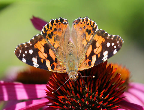Painted Lady This butterfly species can be identified by the black and white corners of its orange and black-spotted wings. It has five white spots in the black forewing tips. The hindwings have four small submarginal eyespots on the dorsal and ventral sides. Geotagged,Painted Lady,Summer,United States,Vanessa,Vanessa cardui,butterfly