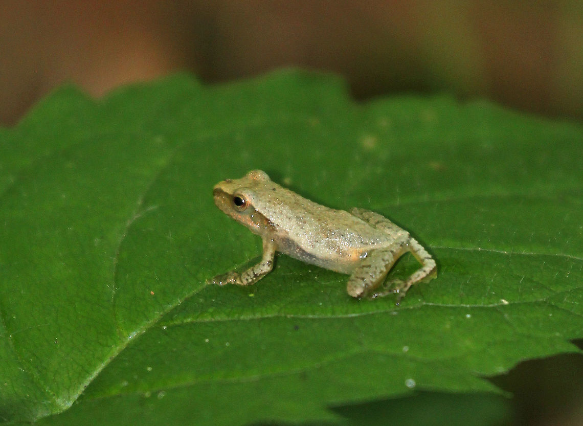 Spring Peeper Light brown skin with darker markings, including a distinctive X-shaped mark on its back. It can darken or lighten it&#039;s skin color to better camouflage itself in only a few minutes. This one was approximately 1 cm long.<br />
<br />
Spring peepers make a natural anti-freeze, which allows them to survive freezing temperatures while hibernating.  Geotagged,Pseudacris,Pseudacris crucifer,Spring Peeper,Spring peeper,Summer,United States,frog,peeper