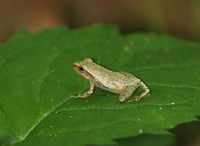 Spring Peeper Light brown skin with darker markings, including a distinctive X-shaped mark on its back. It can darken or lighten it's skin color to better camouflage itself in only a few minutes. This one was approximately 1 cm long.<br />
<br />
Spring peepers make a natural anti-freeze, which allows them to survive freezing temperatures while hibernating.  Geotagged,Pseudacris,Pseudacris crucifer,Spring Peeper,Spring peeper,Summer,United States,frog,peeper