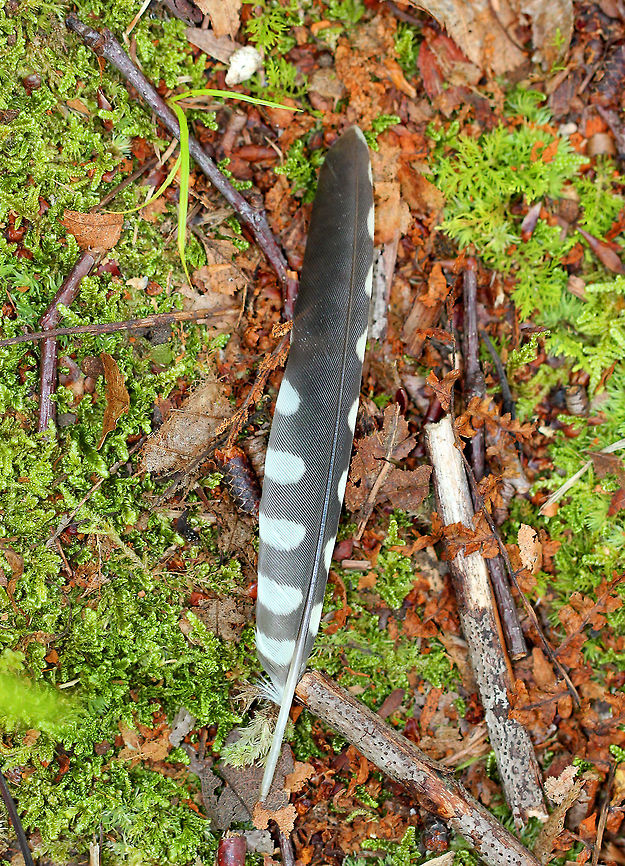 Downy Woodpecker Feather Gray feather with white markings from a Downy Woodpecker. Downy Woodpecker,Downy Woodpecker Feather,Downy woodpecker,Dryobates pubescens,Geotagged,Picoides,Picoides pubescens,Summer,United States,feather