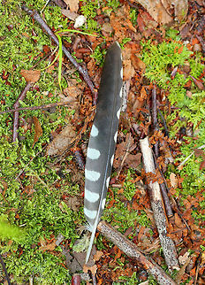 Downy Woodpecker Feather Gray feather with white markings from a Downy Woodpecker. Downy Woodpecker,Downy Woodpecker Feather,Downy woodpecker,Dryobates pubescens,Geotagged,Picoides,Picoides pubescens,Summer,United States,feather