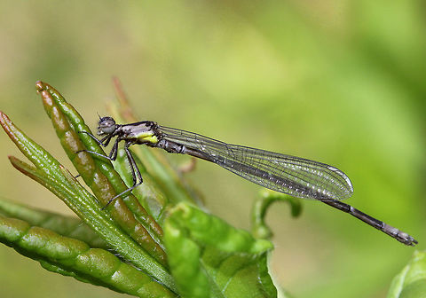 Aurora Damsel Immature male Aurora Damsel. The males are blue on segments 8 and 9 of the abdomen, while on the females those segments are brown and black. Both sexes have yellow on the sides of the thorax. Aurora Damsel,Chromagrion conditum,Geotagged,Spring,United States,damselfly