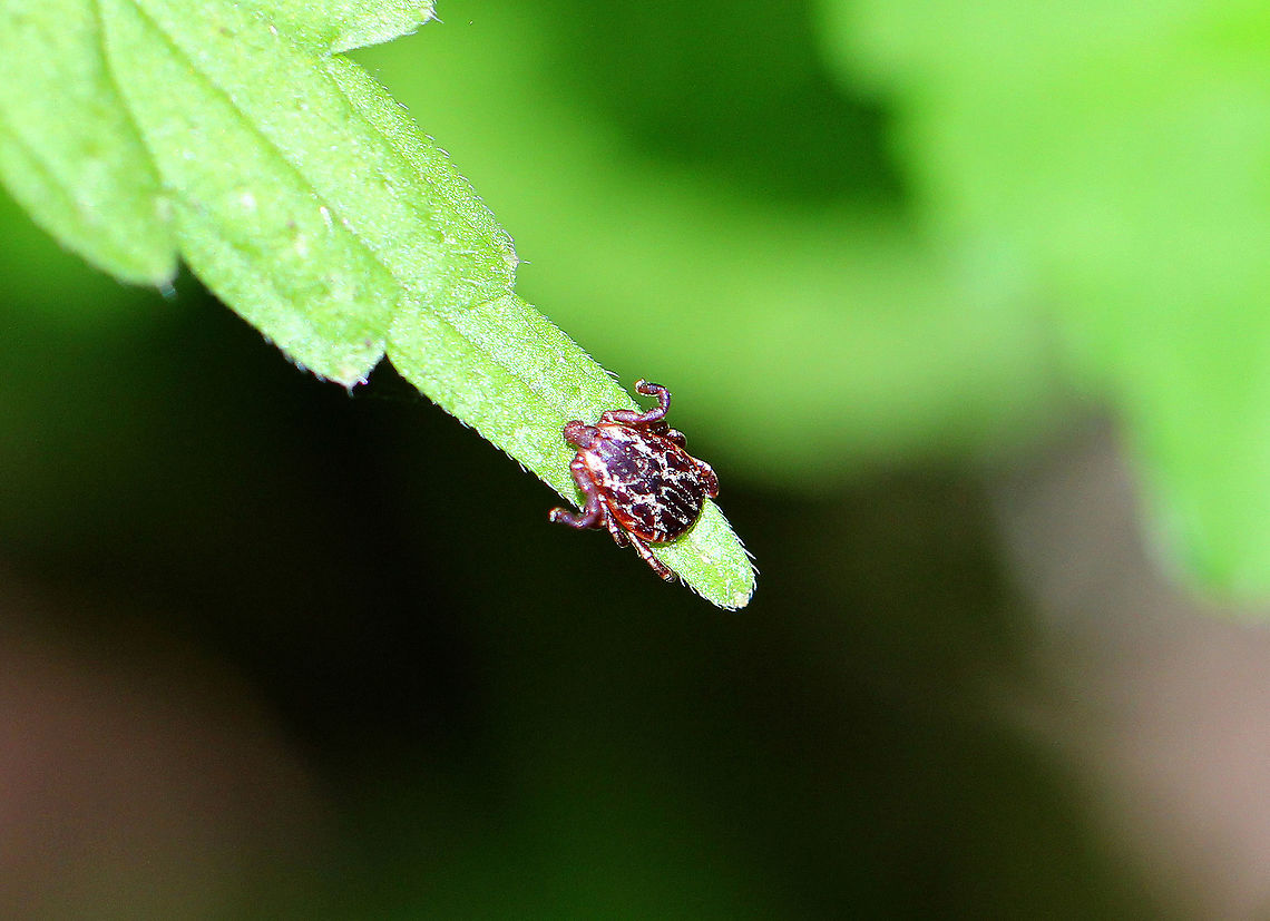 American Dog Tick (Male) Adult male American Dog tick - 8 legs, reddish brown in color with a patterned scutum.<br />
<br />
Adult dog ticks are active April to August, and can be found questing in tall grass or low lying brush. They typically feed on medium-sized hosts, such as raccoons, skunks, coyotes, domestic dogs, cats, and humans as well. The male ticks blood feed briefly, but do not become engorged. Dog ticks can survive for up to 2 years (at any stage in their life cycle) if no host is found. American Dog Tick,American Dog Tick (Male),Dermacentor,Dermacentor variabilis,Geotagged,Spring,United States,male tick,tick