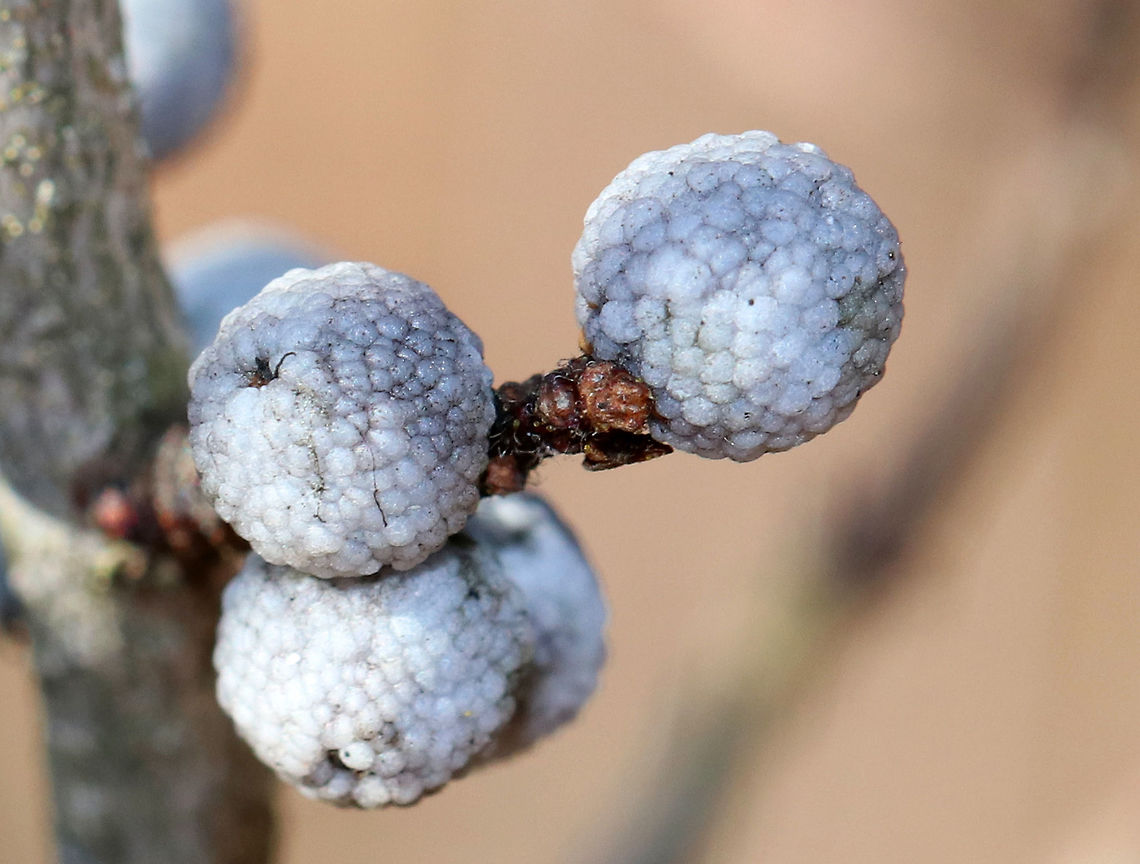 Northern Bayberry Silver-blue, mature, waxy berries of a bayberry shrub! The berries grow directly on the stems during autumn and persist into the following growing season. The shrub often spreads by suckers to form colonies. These berries are prized in the northeastern US, but I hardly ever find them - especially the mature berries. So, this was an exciting find! <br />
<br />
The foliage and berries release the bayberry scent when rubbed or crushed. Wax from the berries is used to make bayberry candles, which are very clean burning. The process is a bit tedious, but worth the effort. Bayberry,Geotagged,Myrica,Myrica pensylvanica,Northern Bayberry,United States,Winter,candle berry,candleberry,drupe,miracle bush