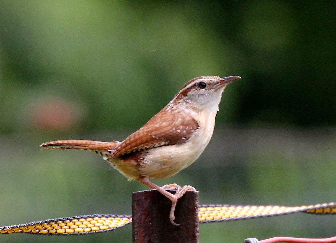Carolina Wren A small, chunky bird with a round body and a long tail that it often cocks upward. It has a distinctive bill, which is long, slender, and downcurved. Both males and females have bright, unpatterned reddish-brown coloring on their back and wings, with tan-orange underparts. They also have a long white eyebrow stripe.<br />
<br />
I spotted this wren as it was flying around the goat and cow pastures on a farm. She spent a lot of time hopping around a woodpile with her fledglings. Carolina Wren,Geotagged,Summer,Thryothorus ludovicianus,United States,wren