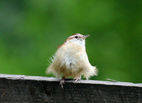 Carolina Wren (Fledgling) This cute fluffball was hopping around a woodpile with it's parents and siblings.

Carolina wrens are small, chunky birds with a round body and a long tail that it often cocks upward. It has a distinctive bill, which is long, slender, and downcurved. Both males and females have bright, unpatterned reddish-brown coloring on their back and wings, with tan-orange underparts. They also have a long white eyebrow stripe.  Carolina Wren,Carolina Wren (Fledgling),Geotagged,Summer,Thryothorus ludovicianus,United States,bird,carolina wren,fledgling,wren