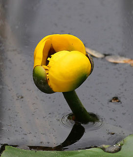 Yellow Water Lily Aquatic plant with yellow cup-like flowers.  Geotagged,Nuphar,Nuphar lutea,Spring,United States,Yellow Water Lily,lily