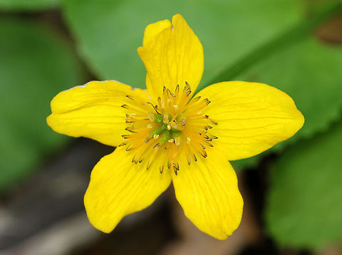 Marsh Marigold - Caltha palustris A succulent plant with heart or kidney-shaped leaves and thick, hollow stems with bright yellow flowers. Flowers typically have 5 petals. Each plant has several flowering stems.
https://www.jungledragon.com/image/71965/marsh_marigold_-_caltha_palustris.html Caltha,Caltha palustris,Geotagged,Marsh Marigold,Spring,United States,wildflower,yellow,yellow wildflower