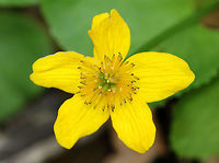 Marsh Marigold - Caltha palustris A succulent plant with heart or kidney-shaped leaves and thick, hollow stems with bright yellow flowers. Flowers typically have 5 petals. Each plant has several flowering stems.<br />
https://www.jungledragon.com/image/71965/marsh_marigold_-_caltha_palustris.html Caltha,Caltha palustris,Geotagged,Marsh Marigold,Spring,United States,wildflower,yellow,yellow wildflower