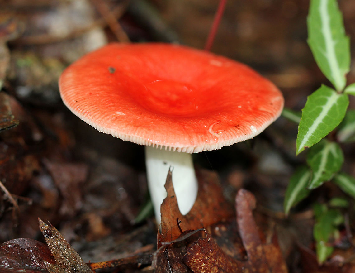 Beechwood Sickener Bright red, slightly sticky cap, white narrowly spaced gills, and a white stem. Many were growing in the area in various stages of development. The largest had a cap size of 10cm.<br />
<br />
As the common name implies, this mushroom will make you sick if you eat it. It's inedible, and probably poisonous in large quantities. Symptoms following minor ingestion are gastrointestinal in nature. Beechwood Sickener,Beechwood sickener,Geotagged,Russula nobilis,Summer,United States,fungus,mushroom,russula