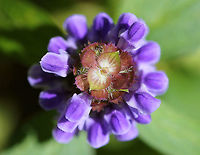 Lance Selfheal - Prunella vulgaris lanceolata The flowers grow from a square-shaped, whirled cluster. Below this club are a pair of leaves that stand out on either side. The flowers are two-lipped and tubular. The top lip is purple and the bottom lip is often white with three lobes (with the middle lobe being larger). <br />
https://www.jungledragon.com/image/71934/common_selfheal_-_prunella_vulgaris.html<br />
<br />
 Common Selfheal,Geotagged,Lance Selfheal,Prunella vulgaris,Prunella vulgaris lanceolata,Selfheal,Summer,United States,purple,purple wildflower