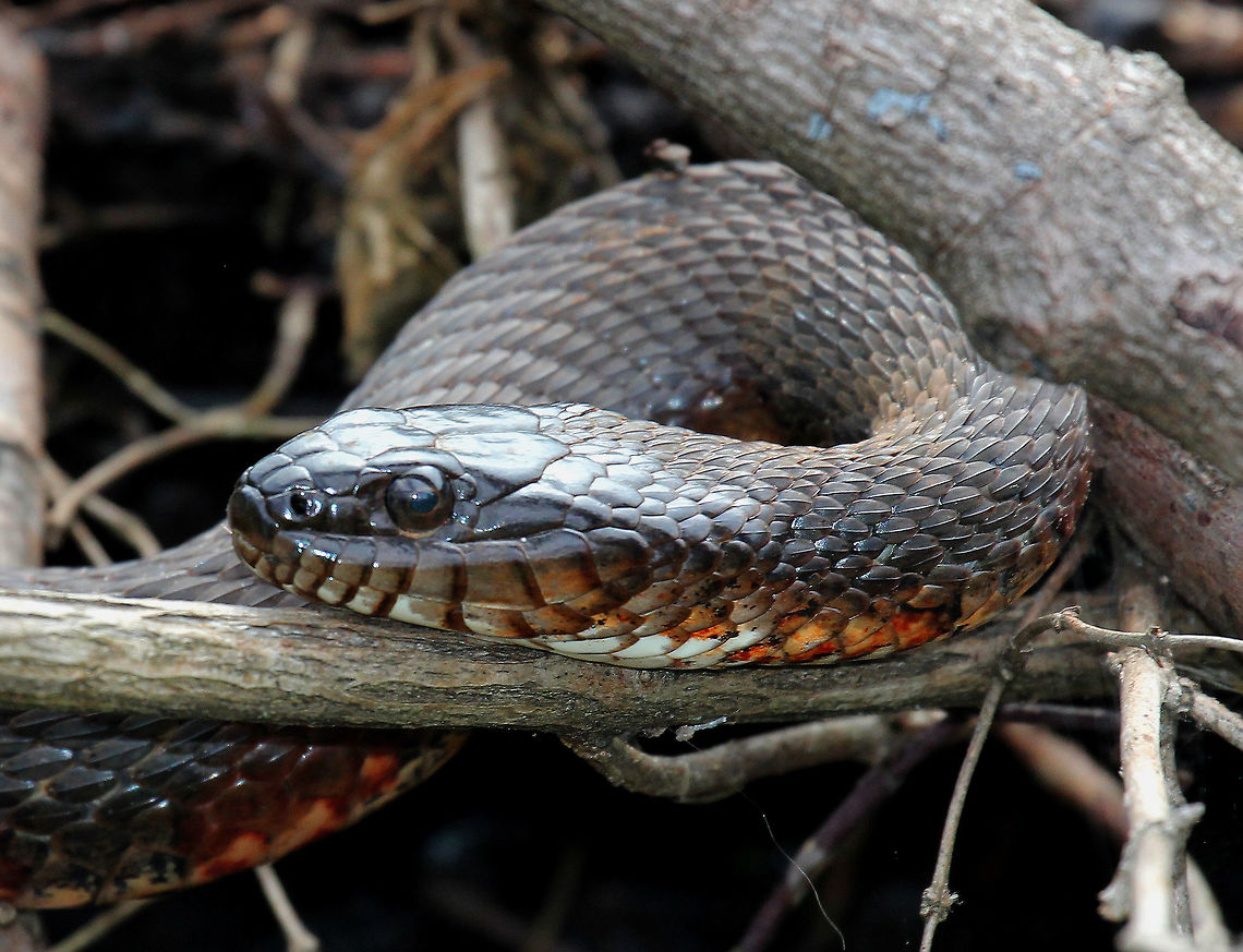 Northern Water Snake This snake was 3-4 feet long. Its dorsum was strongly keeled and was a dark grayish color. It had a pattern of reddish brown bands on its venter.<br />
<br />
This snake is currently secure in Connecticut, but many are killed each year as they are mistaken for venomous snakes.  Geotagged,Nerodia sipedon,Northern Water Snake,Northern water snake,Summer,United States,snake