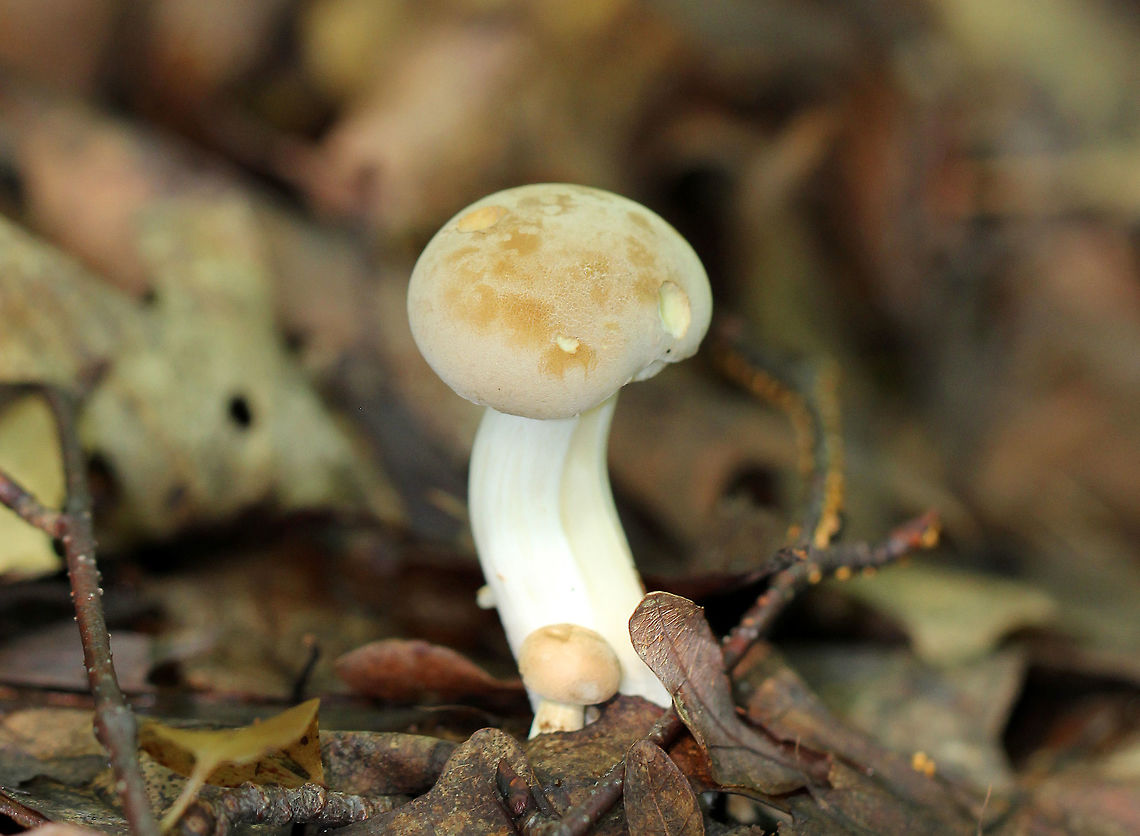 Pale Bolete Mushroom with a light tan, velvety, cracked cap. It had tight, white pores and a white stem. Boletus,Boletus pallidus,Geotagged,Pale Bolete,Summer,United States,bolete,fungus,mushroom
