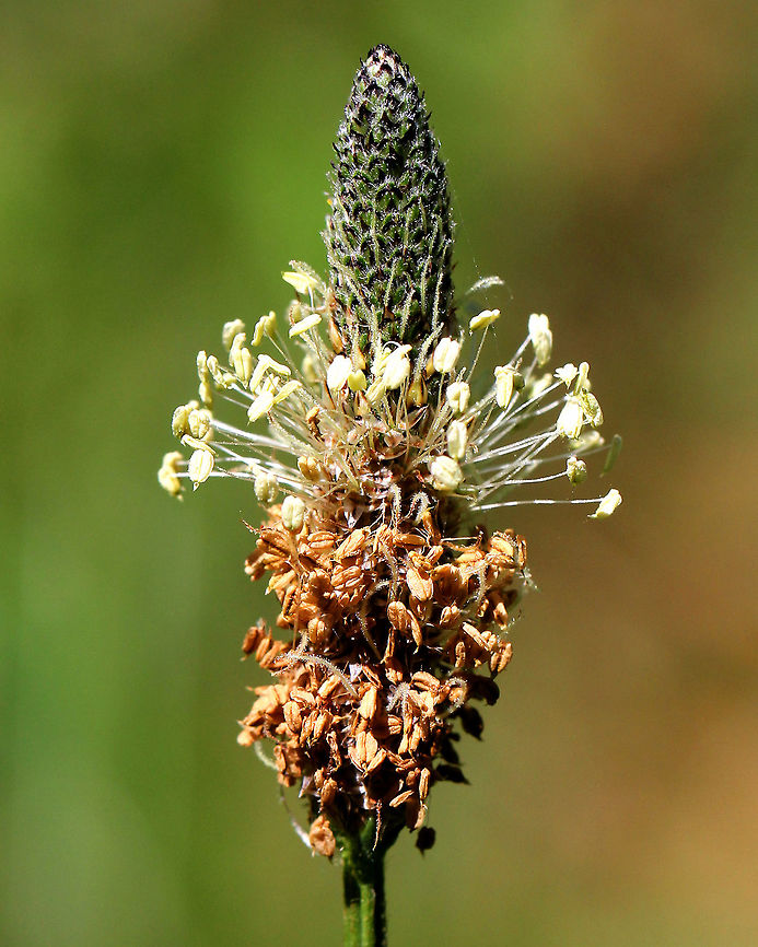 English Plantain - Plantago lanceolata Oblong spike of flowers on the end of a leafless stalk arising from a basal rosette of long, narrow leaves. The small flowers are densely crowded together and face in all directions along the spike. The spike becomes light brown and more cylindrical as the flowers bloom from the bottom to the top. The flowers are wind-pollinated, and are replaced by small seed capsules. <br />
<figure class="photo"><a href="https://www.jungledragon.com/image/71432/english_plantain_-_plantago_lanceolata.html" title="English Plantain - Plantago lanceolata"><img src="https://s3.amazonaws.com/media.jungledragon.com/images/3232/71432_thumb.jpg?AWSAccessKeyId=05GMT0V3GWVNE7GGM1R2&Expires=1767225610&Signature=c%2B2V7dxv%2BsaPn9%2FATyhh2txhGQs%3D" width="102" height="152" alt="English Plantain - Plantago lanceolata Oblong spike of flowers on the end of a leafless stalk arising from a basal rosette of long, narrow leaves. The small flowers are densely crowded together and face in all directions along the spike. The spike becomes light brown and more cylindrical as the flowers bloom from the bottom to the top. The flowers are wind-pollinated, and are replaced by small seed capsules.<br />
<br />
Habitat: Meadow<br />
https://www.jungledragon.com/image/57952/english_plantain.html Geotagged,Plantago lanceolata,Ribwort Plantain,Spring,United States" /></a></figure> English Plantain,Geotagged,Plantago,Plantago lanceolata,Ribwort Plantain,Spring,United States