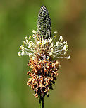 English Plantain - Plantago lanceolata Oblong spike of flowers on the end of a leafless stalk arising from a basal rosette of long, narrow leaves. The small flowers are densely crowded together and face in all directions along the spike. The spike becomes light brown and more cylindrical as the flowers bloom from the bottom to the top. The flowers are wind-pollinated, and are replaced by small seed capsules. <br />
https://www.jungledragon.com/image/71432/english_plantain_-_plantago_lanceolata.html English Plantain,Geotagged,Plantago,Plantago lanceolata,Ribwort Plantain,Spring,United States
