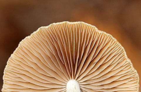 Psathyrella Mushroom Mushroom with a smooth, thin, hygrophanous cap that was brown with a cream colored center. Stipe was cream-colored and hollow. The gills were tan.

Mushrooms in this genus frequently have hygrophanous caps, which means that they are prone to color changes as moisture levels change, resulting in two-tone caps. Fall,Geotagged,Mushroom,Psathyrella,Psathyrella Mushroom,United States,fungus