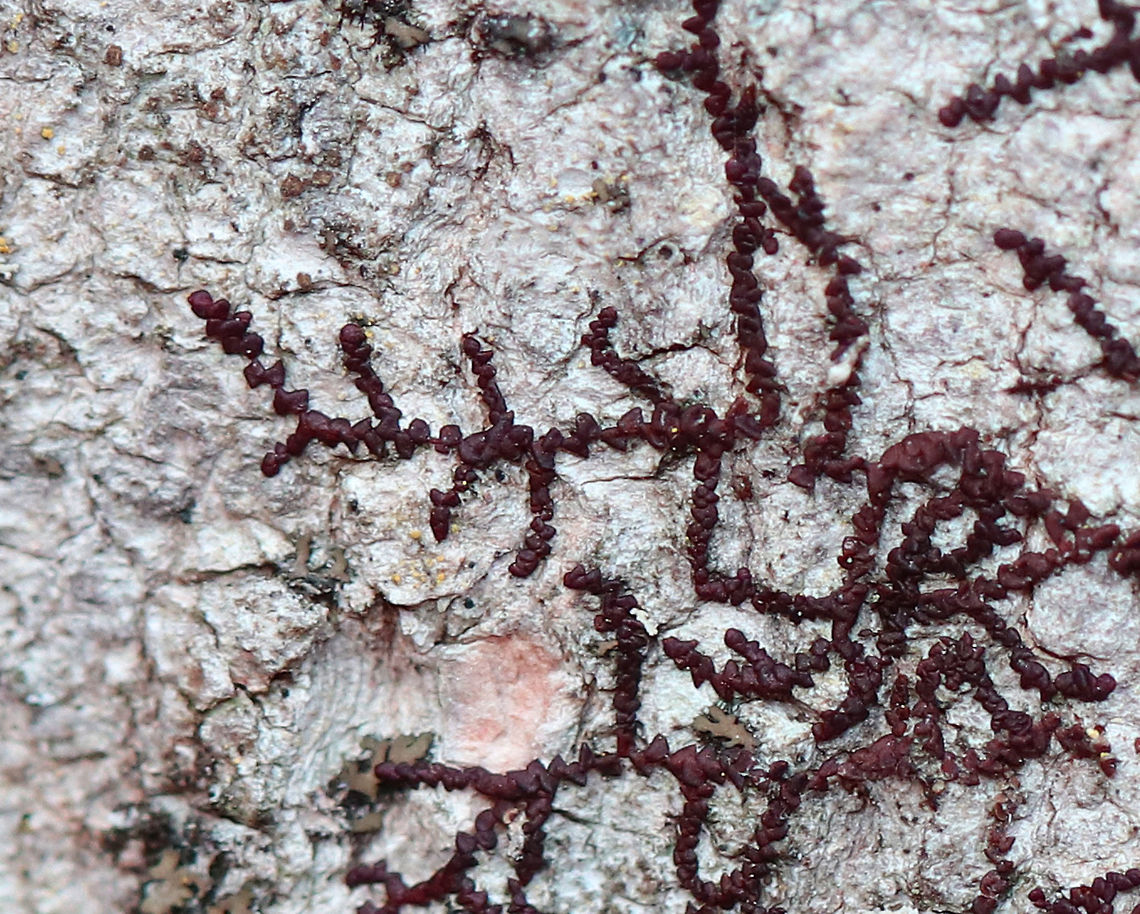 New York Scalewort A leafy liverwort that forms a low-spreading mat of irregularly branched, leafy stems. The mat of leafy stems clings tightly to the underlying surface, and the mat pictured was approximately 4cm tall. The individual leafy stems are only 1 mm across and were reddish brown, which is their usual color during the winter. Along the stems, there are alternate leaves that partially overlap each other. The lower lobes of the leaves can store water, which enables these miniature plants to withstand dry spells for a long period of time.  For some reason, I&#039;ve never paid much attention to these before even though I see them everywhere-they look like little snowflakes or roots spreading on tree trunks, but their structure is quite amazing, especially up-close!<br />
<br />
<br />
<br />
 Frullania eboracensis,Geotagged,New York Scalewort,United States,Winter,liverwort