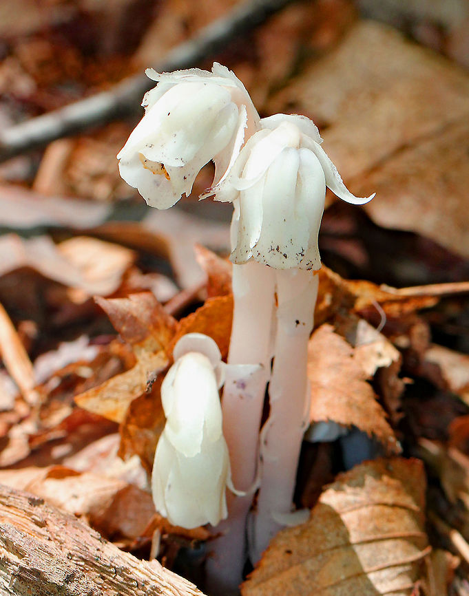 Indian Pipe The entire plant is translucent white, sometimes with a pale pink hue, and it often has black flecks. Indian Pipe has bract-like scales instead of leaves, with a single flower at the end of the stem. Upon emerging from the ground, the flower is pendant. As it matures, the flower becomes erect and in line with the stem. <br />
<br />
While Indian Pipe is a flowering plant, it is unusual because it isn&#039;t green. Unlike most plants, Indian Pipe is white and doesn&#039;t contain chlorophyll. Instead of generating energy from sunlight, it is parasitic - more specifically it&#039;s a myco-heterotroph. Myco-heterotrophs get their food by parasitizing fungi. They do this by linking their roots with the mycelia of a fungus from which the plant will then get its nutrients. <br />
 Geotagged,Ghost Plant,Indian Pipe,Monotropa,Monotropa uniflora,Summer,United States