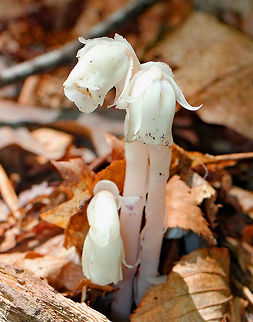 Indian Pipe The entire plant is translucent white, sometimes with a pale pink hue, and it often has black flecks. Indian Pipe has bract-like scales instead of leaves, with a single flower at the end of the stem. Upon emerging from the ground, the flower is pendant. As it matures, the flower becomes erect and in line with the stem. 

While Indian Pipe is a flowering plant, it is unusual because it isn't green. Unlike most plants, Indian Pipe is white and doesn't contain chlorophyll. Instead of generating energy from sunlight, it is parasitic - more specifically it's a myco-heterotroph. Myco-heterotrophs get their food by parasitizing fungi. They do this by linking their roots with the mycelia of a fungus from which the plant will then get its nutrients. 
 Geotagged,Ghost Plant,Indian Pipe,Monotropa,Monotropa uniflora,Summer,United States