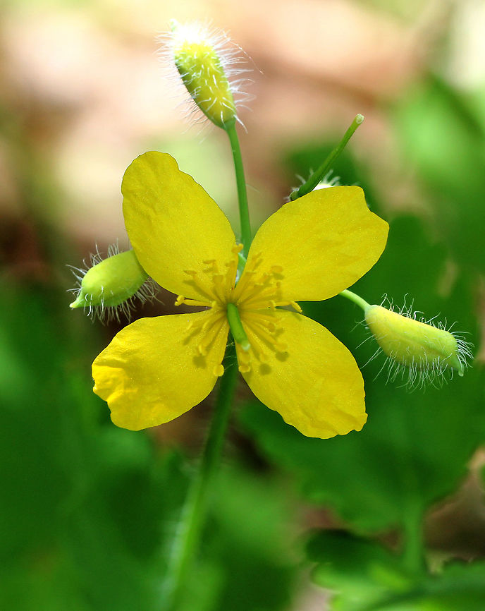 Celandine Yellow flowers with four petals. Leaves are long and divided into several lobed segments. Celandine,Chelidonium,Chelidonium majus,Geotagged,Greater celandine,Spring,United States,yellow,yellow wildflower