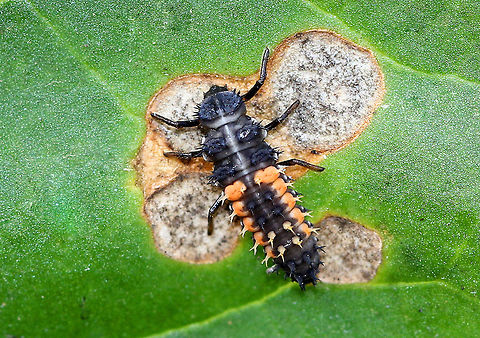 Harlequin Ladybird Larva Larva that looks like it's trying to impersonate an alligator. It was black with rows of orange markings and double-branched spines. Interestingly, the size of the larva is actually larger than the size it will be as an adult. Fall,Geotagged,Harlequin Ladybird,Harlequin Ladybird Larva,Harmonia,Harmonia axyridis,United States,beetle larva,larva