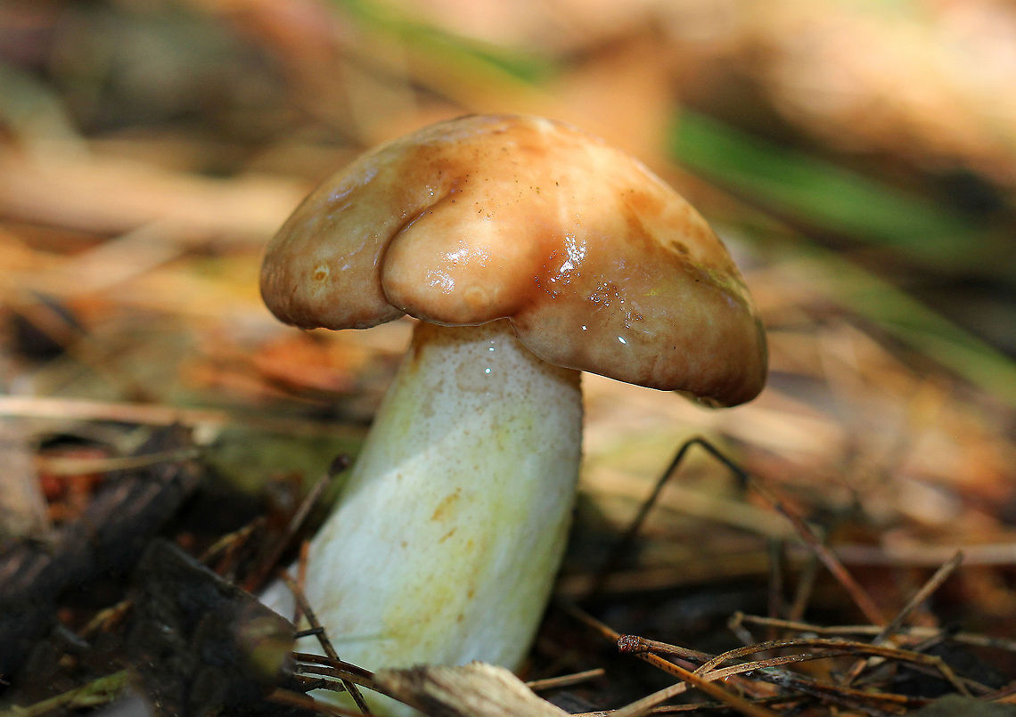 Weeping Bolete Pinkish tan, sticky cap. Tight, pink pores with droplets of cloudy liquid . White stem with yellow streaks and glandular dots. Above ground height was a little over 6cm.<br />
<br />
Suillus granulatus can extract trace elements, such as titanium, calcium, potassium, magnesium and lead from wood ash. This process is called bioleaching and is a process where living organisms are used to extract metals from ores. It&#039;s a cleaner alternative to conventional smelting processes. Geotagged,Suillus granulatus,Summer,United States,Weeping Bolete,bolete,fungus,mushroom