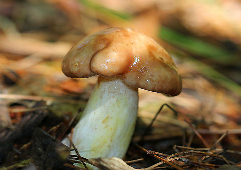 Weeping Bolete Pinkish tan, sticky cap. Tight, pink pores with droplets of cloudy liquid . White stem with yellow streaks and glandular dots. Above ground height was a little over 6cm.

Suillus granulatus can extract trace elements, such as titanium, calcium, potassium, magnesium and lead from wood ash. This process is called bioleaching and is a process where living organisms are used to extract metals from ores. It's a cleaner alternative to conventional smelting processes. Geotagged,Suillus granulatus,Summer,United States,Weeping Bolete,bolete,fungus,mushroom