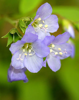 Greek Valerian Weak stemmed plant with flowers in loose clusters of violet-blue bells. A common name for this plant is Jacob's Ladder, which refers to the ladder-like arrangement of the leaves.

Traditionally, the root was used by Native Americans to treat a variety of conditions. Geotagged,Greek Valerian,Polemonium reptans,Spring,United States,purple,purple wildflower,wildflower
