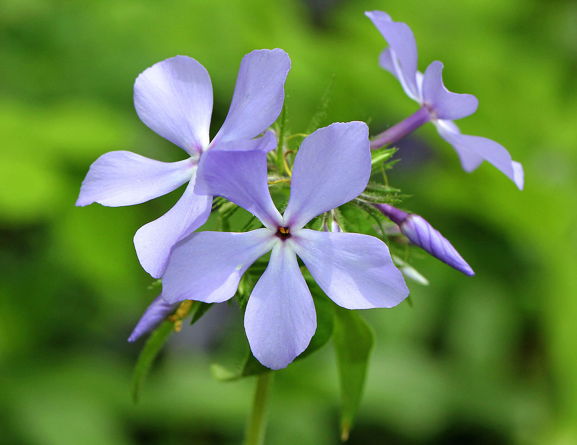 Wild Blue Phlox Characterized by a loose cluster of purple-blue flowers atop a long stem with leafy, creeping shoots at the base. Flowers have 5 petals. Geotagged,Phlox,Phlox divaricata,Spring,United States,Wild Blue Phlox,phlox