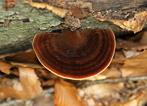 Resinous Polypore Velvety, cinnamon-brown fruiting body that was fan-shaped. Pores were white. It was about 10cm wide. Geotagged,Ischnoderma,Ischnoderma resinosum,Resinous Polypore,Summer,United States,fungus,polypore