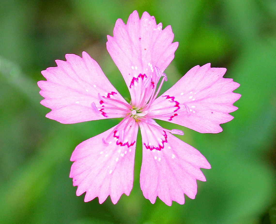 Pinks - Dianthus sp. Pink flowers with 5 petals that have jagged edges, a pink stripe, and white spots. Light green, narrow leaves. Dianthus,Geotagged,Summer,United States,pink,pink wildflower,pinks