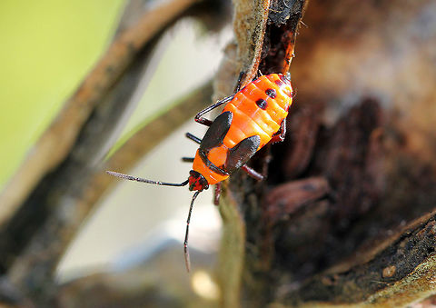 Large Milkweed Bug Nymph Late instar that are overall orange-yellow and black in color. They have black abdominal spots, orange pronotum with black posterior margin, and black wingpads.

Oncopeltus fasciatus is considered to be a model organism, and is often reared for laboratory experiments. These insects are very easy to rear and handle, have a short developmental time, and high fecundity. When I was in graduate school, I reared these insects and helped conduct experiments to investigate the potential for nontarget effects of entomopathogenic fungi used in the biological control of ticks.  Fall,Geotagged,Large milkweed bug,Oncopeltus,Oncopeltus fasciatus,United States,bug,bug nymph,milkweed bug,milkweed bug nymph,nymph