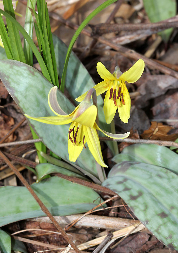 Yellow Trout Lily A pair of brown and green mottled leaves sheath the base of the stalk, which bears a solitary, nodding flower. The flowers are yellow inside and yellow/bronze outside. The petals and sepals are bent backwards, exposing 6 brown stamens. Not all plants will flower - single-leaved, non-flowering plants also occur because they are either too young (Trout Lily doesn't flower for the first 4-7 years of life) or too crowded to flower.  Erythronium americanum,Geotagged,Spring,United States,Yellow Trout Lily,Yellow trout lily,lily,yellow,yellow wildflower