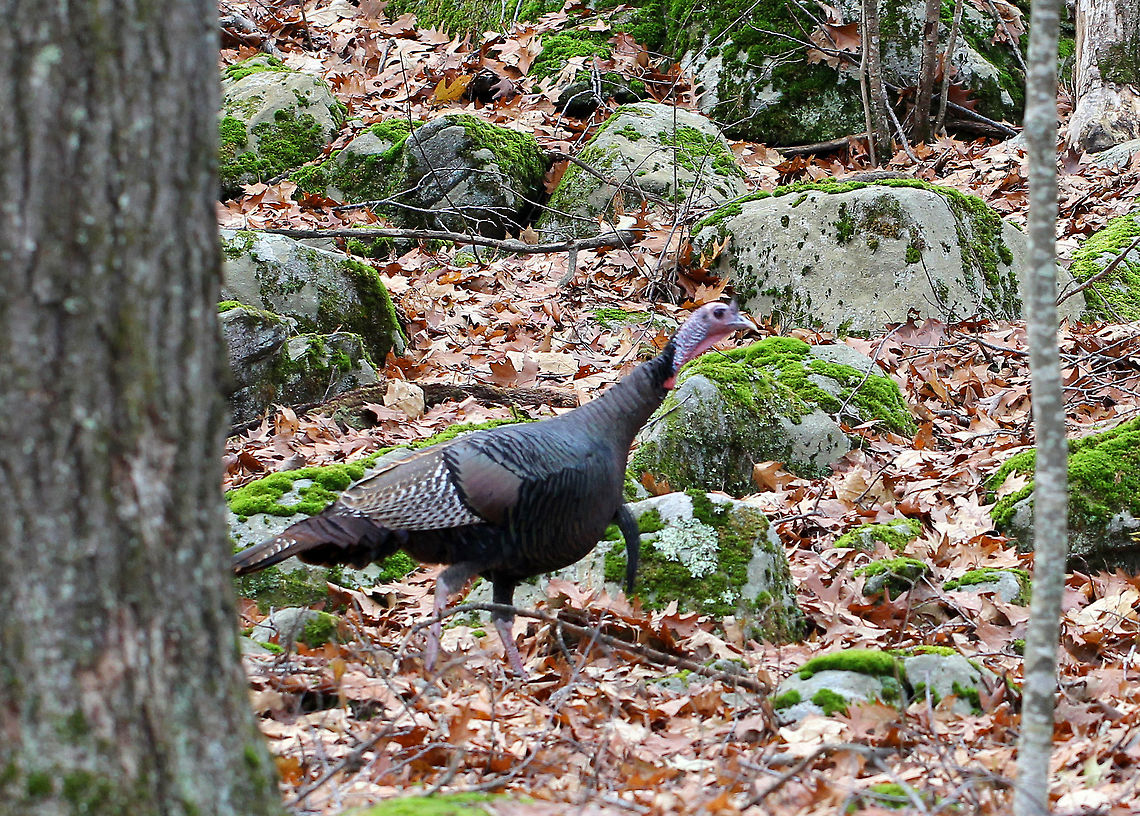 Wild Turkey - Meleagris gallopavo I was hiking in the woods when I heard a cacophony of drumming, gobbling, and clucking from off in the distance. I followed the noise, in addition to tracks and scat, and came upon a flock of turkeys dusting and sunning themselves in a small clearing in the woods. I tried to sneak up on them, but there were a lot of big rocks to scramble over and I was not as stealth as I thought I could be. They saw me, and headed up a hill. I thought I could overtake them, but I underestimated their speed when being pursued. They were practically sprinting up a steep hill, while I ate their dust. So, I only got a couple blurry photos! <br />
<br />
 Wild Turkeys are very large, plump birds. They have long legs, wide tails, and small heads on long, thin necks. They have dark plumage with a bronze-green iridescence. The bare skin of their heads and necks varies from red to blue to gray. <br />
<br />
 Wild turkeys were nearly wiped out by hunters and habitat loss by the early 1900s, but they made a comeback due to conservation efforts. However, for the past decade or so, turkey populations have again started to fall across much of the United States. This current decline is due to many factors - including, overhunting, habitat loss, climate change, disease, predation, etc. <br />
<br />
Habitat: Mixed forest. I have not provided the exact location because we have a hunting problem in our area where hunters will even trespass on protected lands in order to hunt turkeys.<br />
<figure class="photo"><a href="https://www.jungledragon.com/image/71736/wild_turkey_-_meleagris_gallopavo.html" title="Wild Turkey - Meleagris gallopavo"><img src="https://s3.amazonaws.com/media.jungledragon.com/images/3232/71736_thumb.jpg?AWSAccessKeyId=05GMT0V3GWVNE7GGM1R2&Expires=1759968010&Signature=Gse74hU15%2FwXMP5bQZyafmIeMbU%3D" width="200" height="130" alt="Wild Turkey - Meleagris gallopavo I was hiking in the woods when I heard a cacophony of drumming, gobbling, and clucking from off in the distance. I followed the noise, in addition to tracks and scat, and came upon a flock of turkeys dusting and sunning themselves in a small clearing in the woods. I tried to sneak up on them, but there were a lot of big rocks to scramble over and I was not as stealth as I thought I could be. They saw me, and headed up a hill. I thought I could overtake them, but I underestimated their speed when being pursued. They were practically sprinting up a steep hill, while I ate their dust. So, I only got a couple blurry photos! <br />
<br />
Wild Turkeys are very large, plump birds. They have long legs, wide tails, and small heads on long, thin necks. They have dark plumage with a bronze-green iridescence. The bare skin of their heads and necks varies from red to blue to gray. <br />
<br />
Wild turkeys were nearly wiped out by hunters and habitat loss by the early 1900s, but they made a comeback due to conservation efforts. However, for the past decade or so, turkey populations have again started to fall across much of the United States. This current decline is due to many factors - including, overhunting, habitat loss, climate change, disease, predation, etc. <br />
<br />
Habitat: Mixed forest. I have not provided the exact location because we have a hunting problem in our area where hunters will even trespass on protected lands in order to hunt turkeys.<br />
https://www.jungledragon.com/image/57991/wild_turkey_-_meleagris_gallopavo.html Fall,Geotagged,Meleagris gallopavo,United States,Wild turkey,turkey" /></a></figure> Fall,Geotagged,Meleagris gallopavo,United States,Wild Turkey,Wild turkey,turkey