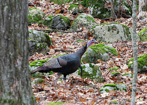 Wild Turkey - Meleagris gallopavo I was hiking in the woods when I heard a cacophony of drumming, gobbling, and clucking from off in the distance. I followed the noise, in addition to tracks and scat, and came upon a flock of turkeys dusting and sunning themselves in a small clearing in the woods. I tried to sneak up on them, but there were a lot of big rocks to scramble over and I was not as stealth as I thought I could be. They saw me, and headed up a hill. I thought I could overtake them, but I underestimated their speed when being pursued. They were practically sprinting up a steep hill, while I ate their dust. So, I only got a couple blurry photos! 

 Wild Turkeys are very large, plump birds. They have long legs, wide tails, and small heads on long, thin necks. They have dark plumage with a bronze-green iridescence. The bare skin of their heads and necks varies from red to blue to gray. 

 Wild turkeys were nearly wiped out by hunters and habitat loss by the early 1900s, but they made a comeback due to conservation efforts. However, for the past decade or so, turkey populations have again started to fall across much of the United States. This current decline is due to many factors - including, overhunting, habitat loss, climate change, disease, predation, etc. 

Habitat: Mixed forest. I have not provided the exact location because we have a hunting problem in our area where hunters will even trespass on protected lands in order to hunt turkeys.
https://www.jungledragon.com/image/71736/wild_turkey_-_meleagris_gallopavo.html Fall,Geotagged,Meleagris gallopavo,United States,Wild Turkey,Wild turkey,turkey