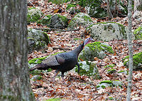 Wild Turkey - Meleagris gallopavo I was hiking in the woods when I heard a cacophony of drumming, gobbling, and clucking from off in the distance. I followed the noise, in addition to tracks and scat, and came upon a flock of turkeys dusting and sunning themselves in a small clearing in the woods. I tried to sneak up on them, but there were a lot of big rocks to scramble over and I was not as stealth as I thought I could be. They saw me, and headed up a hill. I thought I could overtake them, but I underestimated their speed when being pursued. They were practically sprinting up a steep hill, while I ate their dust. So, I only got a couple blurry photos! <br />
<br />
 Wild Turkeys are very large, plump birds. They have long legs, wide tails, and small heads on long, thin necks. They have dark plumage with a bronze-green iridescence. The bare skin of their heads and necks varies from red to blue to gray. <br />
<br />
 Wild turkeys were nearly wiped out by hunters and habitat loss by the early 1900s, but they made a comeback due to conservation efforts. However, for the past decade or so, turkey populations have again started to fall across much of the United States. This current decline is due to many factors - including, overhunting, habitat loss, climate change, disease, predation, etc. <br />
<br />
Habitat: Mixed forest. I have not provided the exact location because we have a hunting problem in our area where hunters will even trespass on protected lands in order to hunt turkeys.<br />
https://www.jungledragon.com/image/71736/wild_turkey_-_meleagris_gallopavo.html Fall,Geotagged,Meleagris gallopavo,United States,Wild Turkey,Wild turkey,turkey