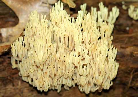 Crown Coral Fungus Cream-colored coral fungus. Its characteristic feature is the crown-like shape of the tips of its branches. Artomyces pyxidatus,Crown Coral,Crown Coral Fungus,Geotagged,Spring,United States,fungus