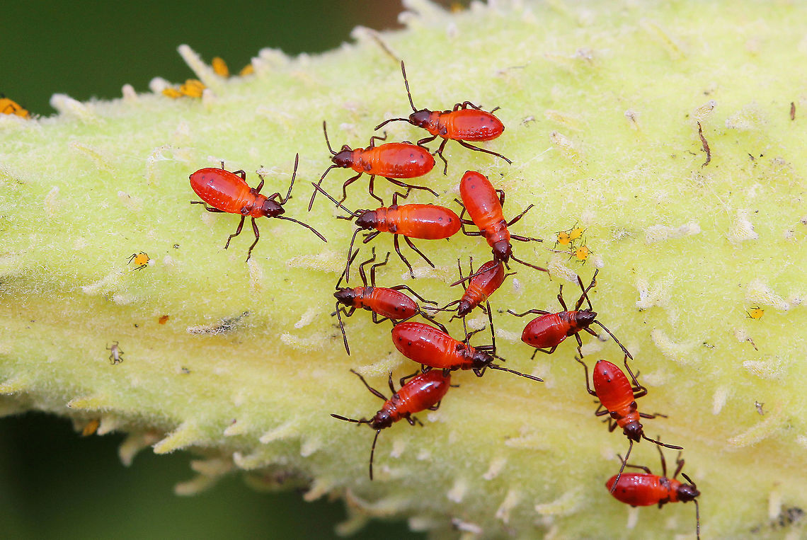 Large Milkweed Bug Nymphs Vibrant orange-red, early instar nymphs. They had tiny black wingpads.<br />
<br />
Oncopeltus fasciatus is a model organism, and is often reared for laboratory experiments. These insects are very easy to rear and handle, have a short developmental time, and high fecundity. When I was in graduate school, I reared these insects and helped conduct experiments to investigate the potential for nontarget effects of entomopathogenic fungi used in the biological control of ticks.  Fall,Geotagged,Large Milkweed Bug,Large Milkweed Bug Nymphs,Large milkweed bug,Oncopeltus fasciatus,United States,bug nymphs,nymphs