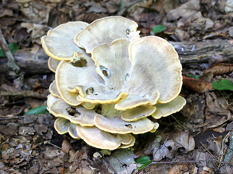 Black-staining Polypore Grows in large rosette-shaped clusters (this one was 25-30cm across), often near the base of trees. It has whitish, tough stems. Pore surface has 6-8 pores per mm.  Black-staining Polypore,Geotagged,Meripilus sumstinei,Summer,United States,fungus,polypore