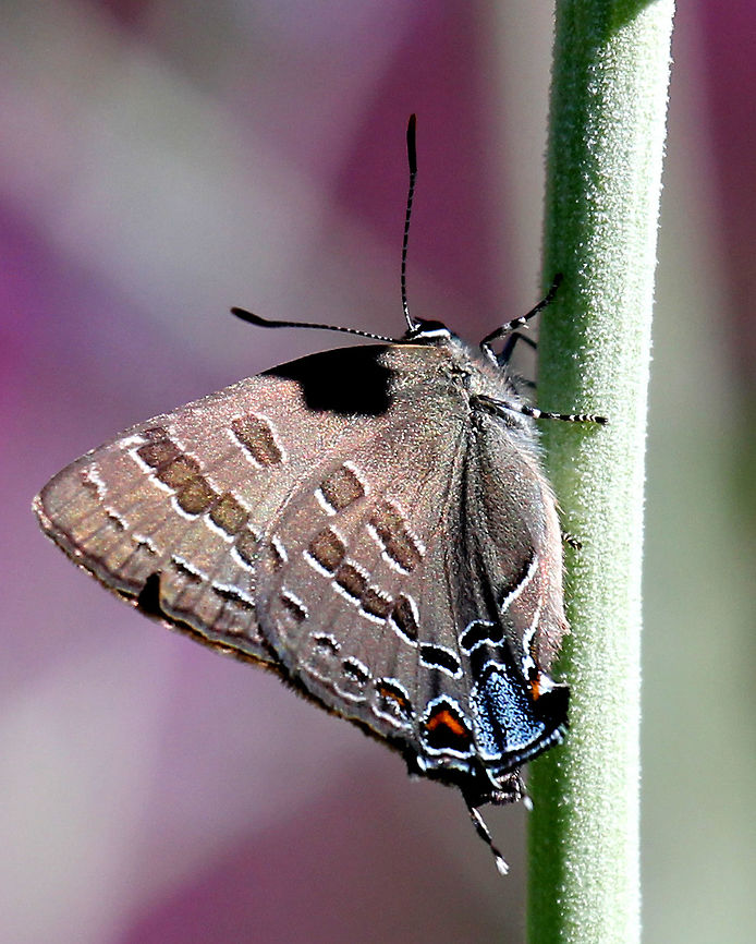 Hickory Hairstreak - Satyrium caryaevorum Habitat: Rural Garden Geotagged,Hairstreak,Satyrium,Satyrium caryaevorus,Summer,United States,butterfly