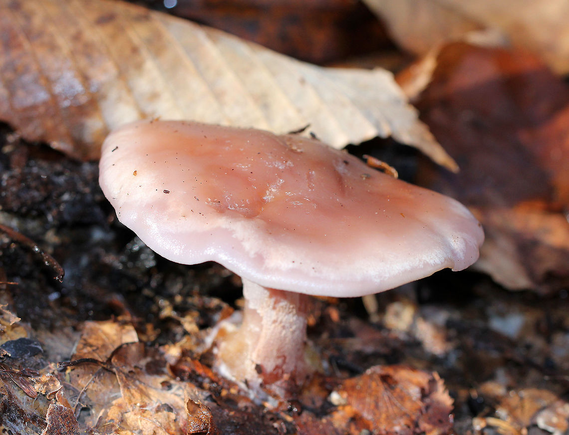 Wood Blewit Lilac-pink, sticky cap that was approximately 7 cm wide. It was dark pinkish-purple in the middle, and lighter pink around the margin of the cap. The margin was slightly inrolled. Gills were white/lilac and were close/crowded. Stem was lilac and white.<br />
<br />
Lepista nuda sends out hyphae into the soil, which penetrate bacterial colonies and kill them by sucking up their nutrients. Clitocybe nuda,Fall,Geotagged,Lepista nuda,United States,Wood Blewit,fungus,mushroom,pink mushroom