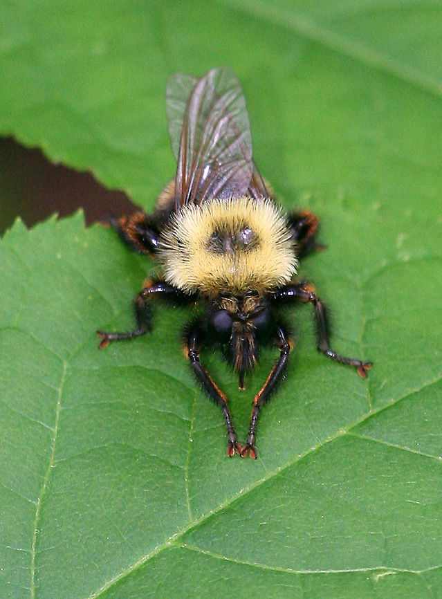 Bee-like Robber Fly A huge robber fly that was very hairy and had bee-mimicking colors- including on it&#039;s abdomen, which had black and yellow stripes. These flies prey on insects, including other robber flies. Their specialized mouthparts allow them to penetrate the elytra of beetles - not an easy task! They inject their prey with special enzymes, which liquefy/dissolve the insect&#039;s guts, which are then sucked out by the robber fly. Insect smoothie ;) Bee-like Robber Fly,Geotagged,Laphria,Laphria thoracica,Spring,United States,bee mimic,fly,mimicry,robber fly