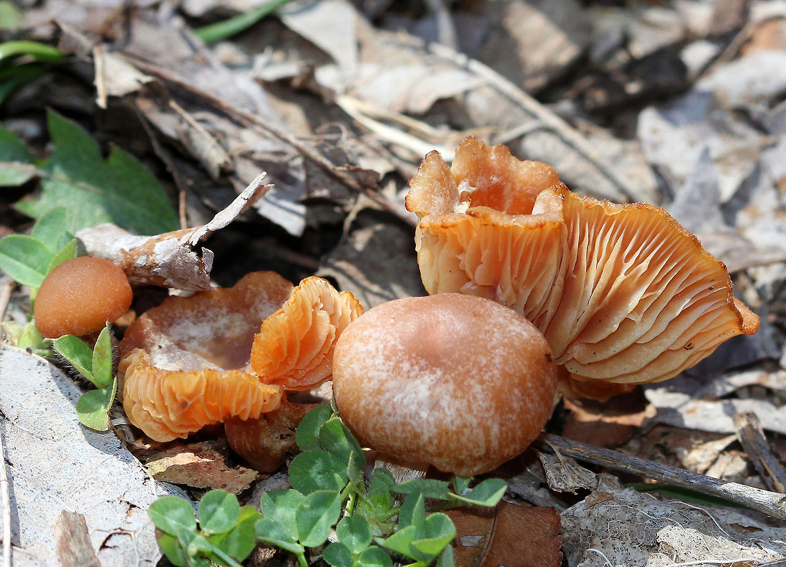 Scurfy Twiglet Mushrooms Small mushrooms with tawny-brown/orange hygrophanous caps that were convex to depressed. The gills were close and pale buff-brown. Hollow stipe with white mycelium at the base. Geotagged,Scurfy Twiglet,Scurfy Twiglet Mushrooms,Scurfy twiglet,Spring,Tubaria,Tubaria furfuracea,United States,fungi,fungus,mushrooms