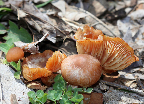 Scurfy Twiglet Mushrooms Small mushrooms with tawny-brown/orange hygrophanous caps that were convex to depressed. The gills were close and pale buff-brown. Hollow stipe with white mycelium at the base. Geotagged,Scurfy Twiglet,Scurfy Twiglet Mushrooms,Scurfy twiglet,Spring,Tubaria,Tubaria furfuracea,United States,fungi,fungus,mushrooms
