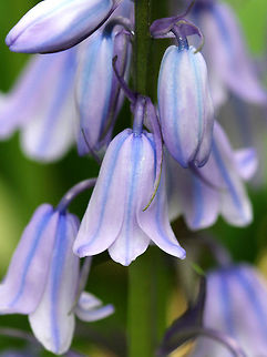 Spanish Bluebells Pale blue-purple flowers that are conical or bell-shaped. The flowers have spread out tips, which hang when in bloom. Flowers are on short stalks and are located on all sides of the stem. Each plant has 4-8 oblong leaves. The flowers have almost no scent.

Spanish Bluebells are an invasive species that spreads rapidly and can aggressively compete with native spring-blooming wildflowers. Recommendation from the US National Park Service is to dig them out (and all roots) while they are in leaf because the bulbs are almost impossible to find when the plant is dormant. Geotagged,Hyacinthoides hispanica,Spanish Bluebells,Spring,United States,flowers,wildflowers