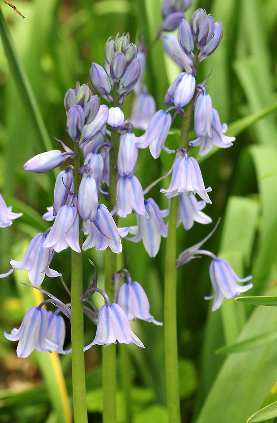 Spanish Bluebells Pale blue-purple flowers that are conical or bell-shaped. The flowers have spread out tips, which hang when in bloom. Flowers are on short stalks and are located on all sides of the stem. Each plant has 4-8 oblong leaves. The flowers have almost no scent.<br />
<br />
Spanish Bluebells are an invasive species that spreads rapidly and can aggressively compete with native spring-blooming wildflowers. Recommendation from the US National Park Service is to dig them out (and all roots) while they are in leaf because the bulbs are almost impossible to find when the plant is dormant. Geotagged,Hyacinthoides hispanica,Spanish Bluebells,Spring,United States,flowers,wildflowers