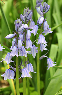Spanish Bluebells Pale blue-purple flowers that are conical or bell-shaped. The flowers have spread out tips, which hang when in bloom. Flowers are on short stalks and are located on all sides of the stem. Each plant has 4-8 oblong leaves. The flowers have almost no scent.

 Spanish Bluebells are an invasive species that spreads rapidly and can aggressively compete with native spring-blooming wildflowers. Recommendation from the US National Park Service is to dig them out (and all roots) while they are in leaf because the bulbs are almost impossible to find when the plant is dormant.  Geotagged,Hyacinthoides hispanica,Spanish Bluebells,Spring,United States,flowers,wildflowers