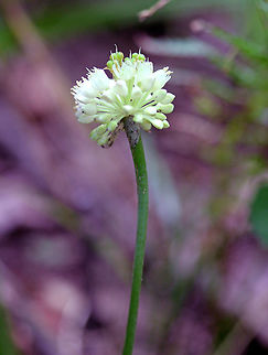 Wild Leek The flower stalk for wild leeks doesn't appear until the leaves die back. The flowering part consists of small white flowers occurring in a spherical-shape at the top of a leafless stem. The plant was approximately 20cm tall.
The plant has a mild onion flavor. The foliage and bulbs can be used in cooking. Additionally, Native Americans used parts of this plant medicinally.  Allium tricoccum,Geotagged,Summer,United States,Wild Leek,leek