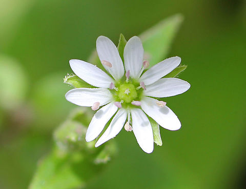 Chickweed - Stellaria sp. Small white flower, approximately 15mm in size. They have five petals, but they are so deeply cleft that it looks like there are 10 of them.

A source of food for people and animals. Chickweed stays green under the snow, so can be important for winter survival of some animals. Geotagged,Stellaria,Summer,United States,chickweed,flower,starwort,stitchwort,white,white wildflower,wildflower